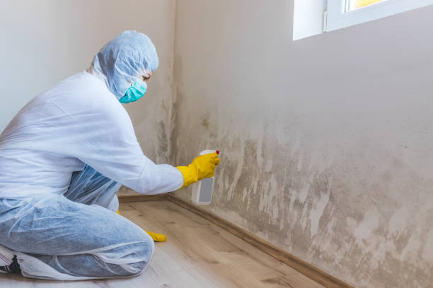 Licensed Attic Mold Removal service in Lebanon, OR - WQB Mold Removal