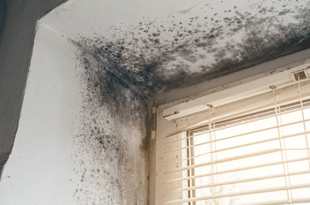 Affordable Attic Mold Removal solutions in Lebanon, OR